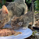 Illustration for article titled 50mm Kittens